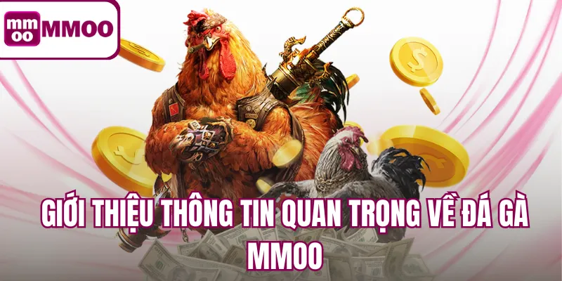 Giới thiệu thông tin quan trọng về đá gà MMOO